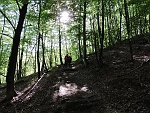 Il sole a stento riesce a penetrare il fitto bosco : sdas16
